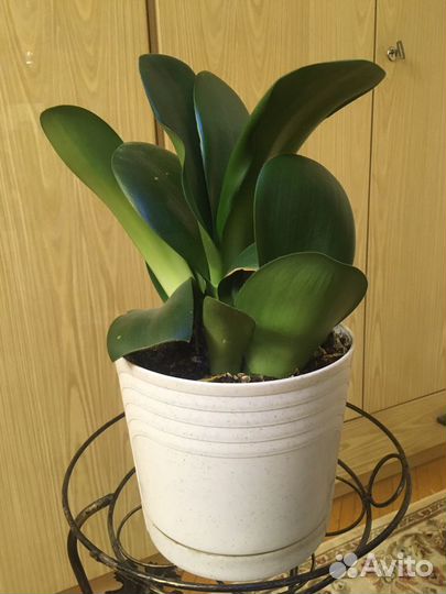 Комнатные растения, цветы