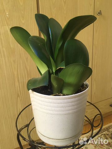 Комнатные растения, цветы