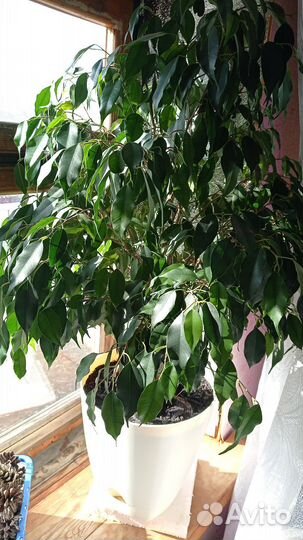 Фикус бенджамина большой