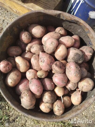 Картофель для животных