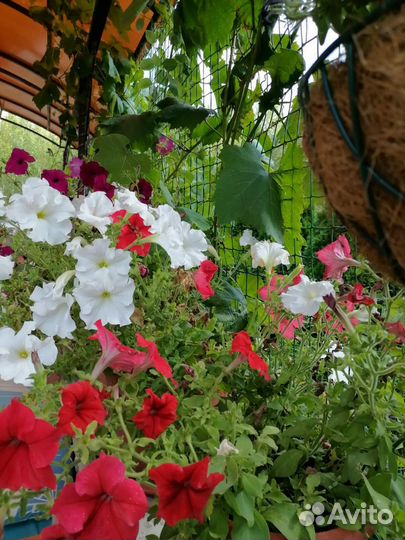 Ампельная петуния рассада