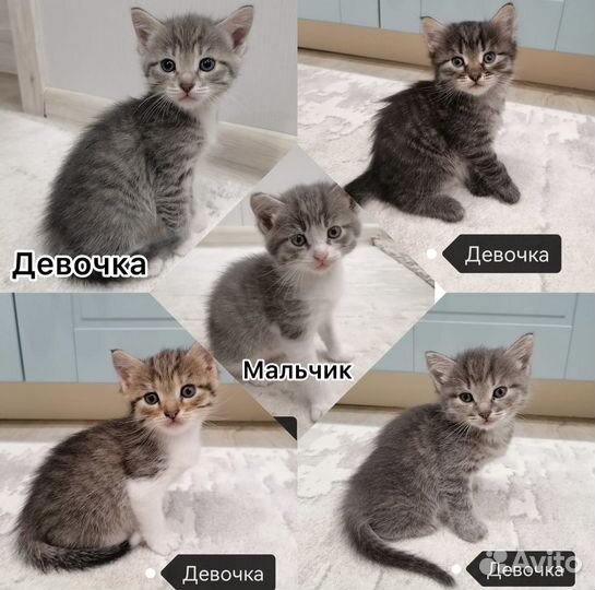 Котята бесплатно