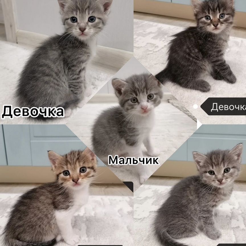 Котята бесплатно