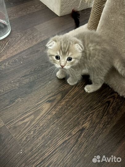 Отдам безоплатно котят