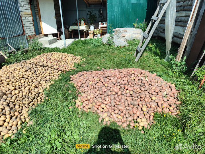 Продам картофель