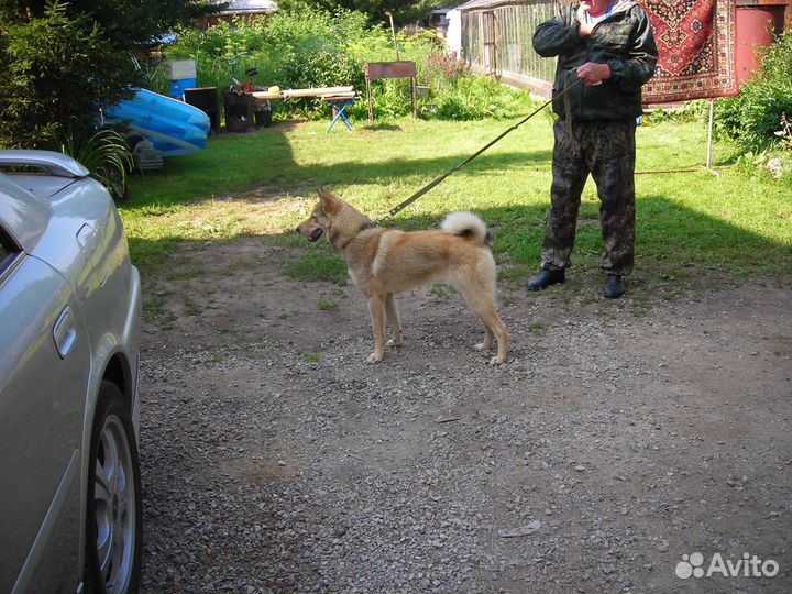 Щенки лзс