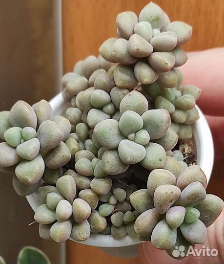 Кактусы и суккуленты