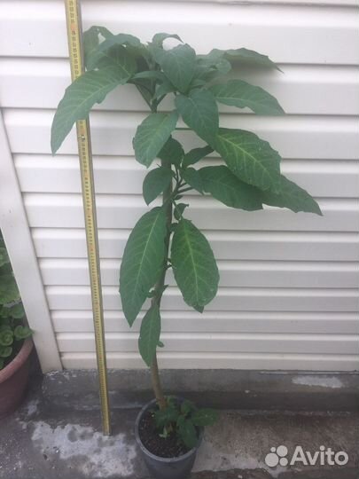 Бругмансия