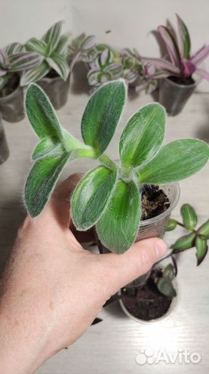 Сортовые традесканции