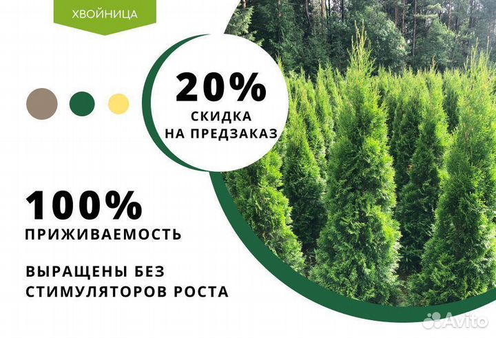 Туя с посадкой