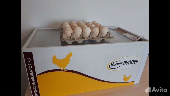 Инкубатор норма лупер