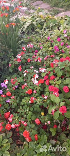 Укорененные черенки бальзамина