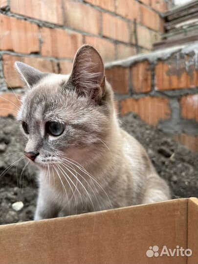 Кошка и котята