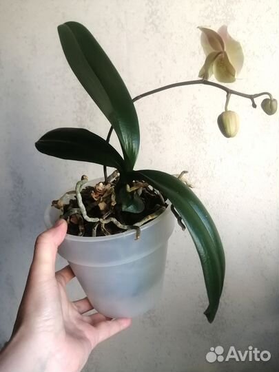 Орхидея фаленопсис