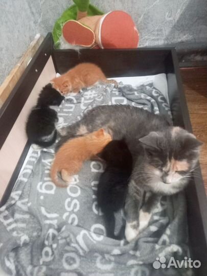 Котята отдам в добрые руки