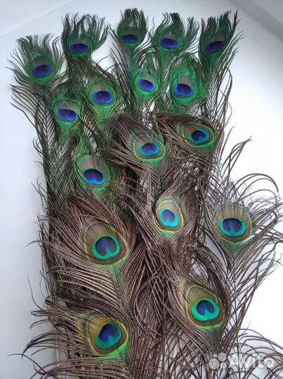 Перья павлина. Цена за все