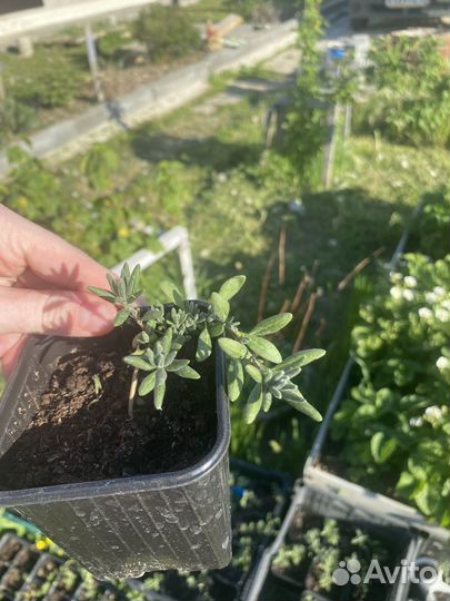 Лаванда рассада
