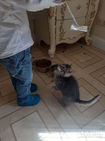 Котятки в дар