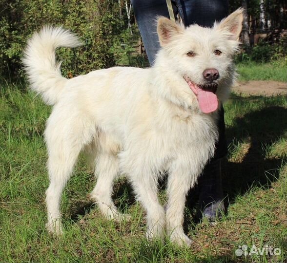 Собака в добрые руки