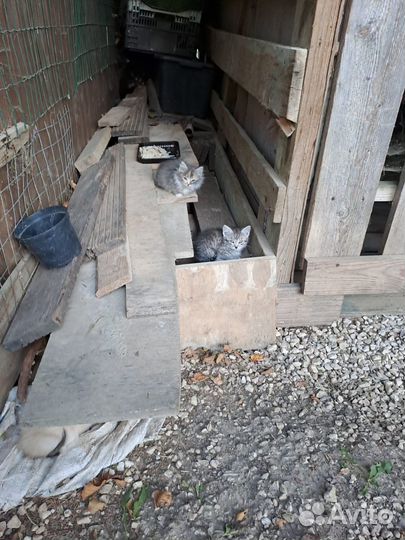 Месячные котятки в добрые руки