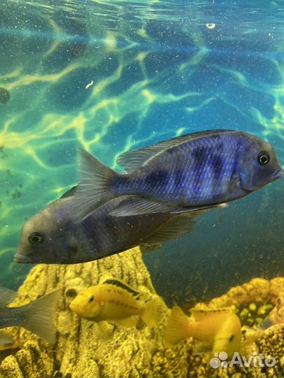 Голубой дельфин (Cyrtocara moorii)цихлида и
