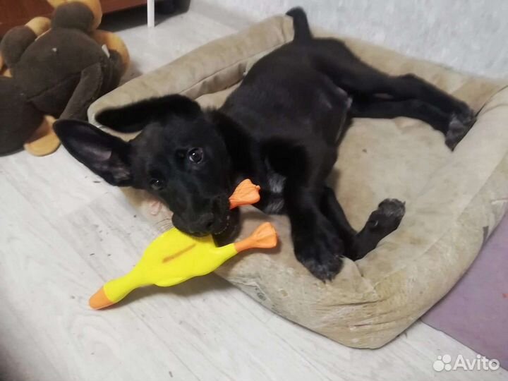 Собака в добрые руки щенок