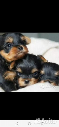 Мини йорки беби фейс