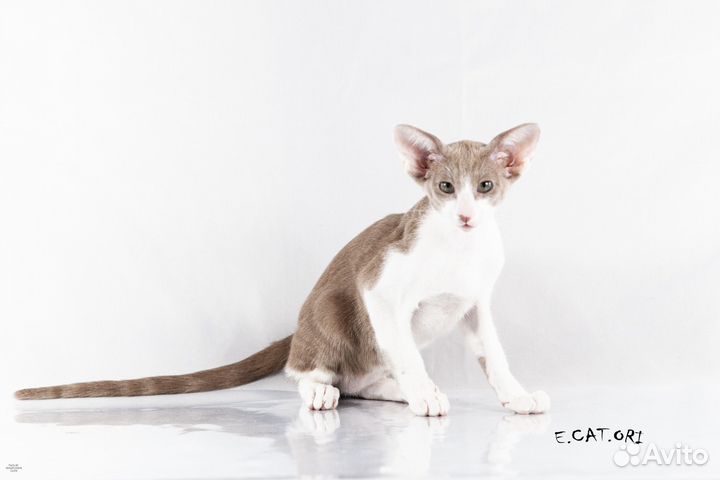 Ориентальный котик
