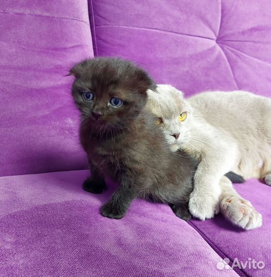 Два пацана в добрые руки