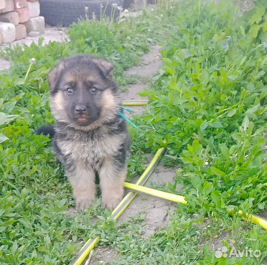 Немецкая овчарка