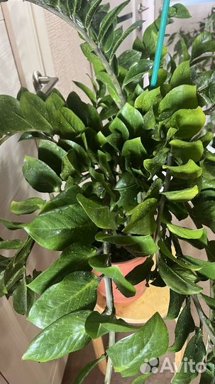 Замиокулькас