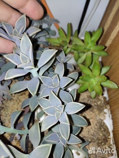 Очиток, хатиора и другие комнатные суккуленты