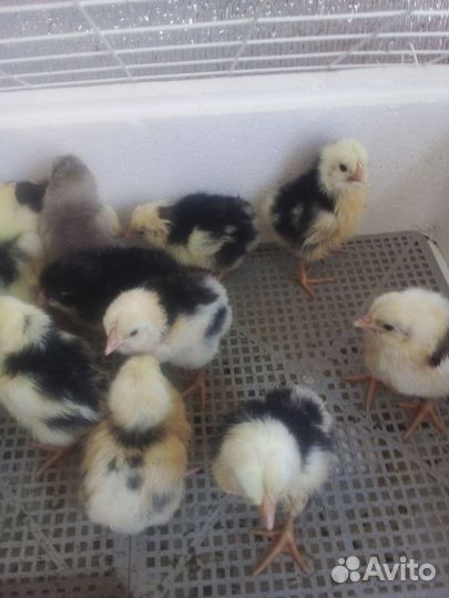 Цыплята пушкинские суточные индоутята