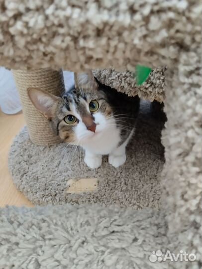 Джесси ищет дом, настоящий дом