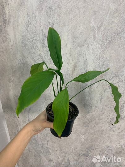 Спатифиллум