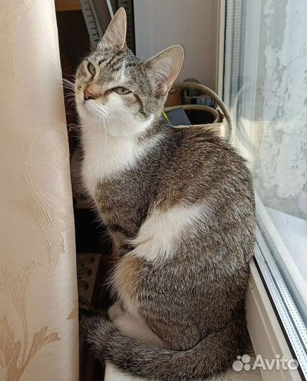 Кошка