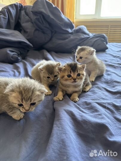Шотланские котята