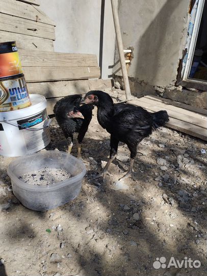 Бойцовая курочка тайго