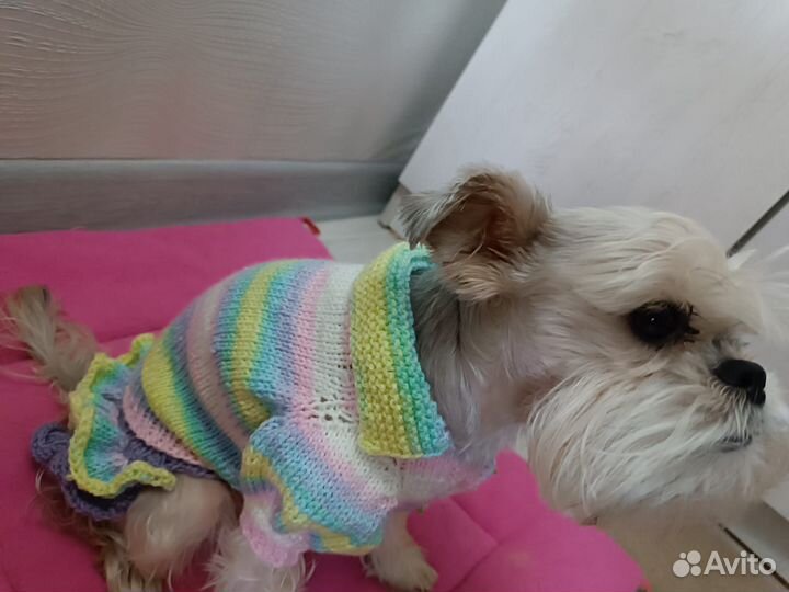 Одежда для маленьких собак