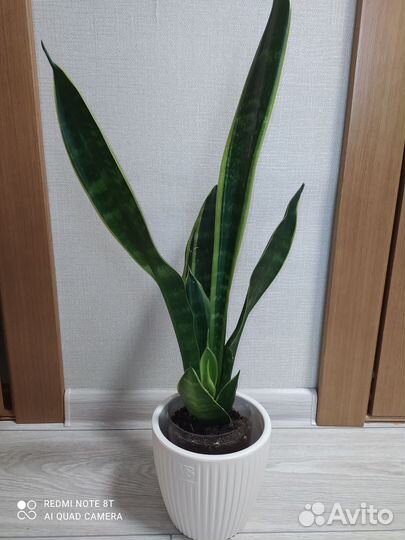 Сансевиерия сортовая