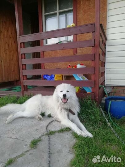 Собака для вязки