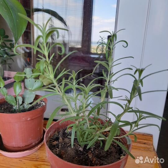 Розмарин в горшке