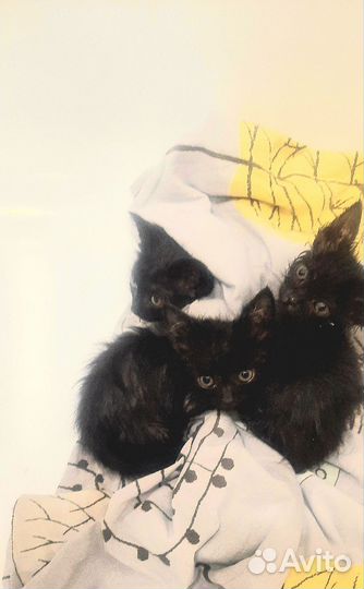 Котята в добрые руки