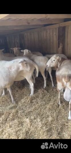 Овцы бараны ягнята козлята Катумские Дорпер Камори