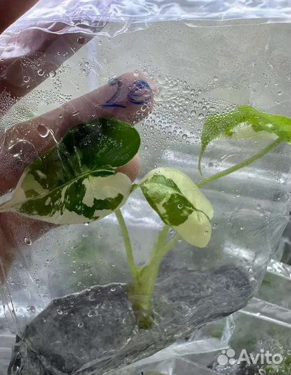 Клоны Монстера Крем Брюле и др