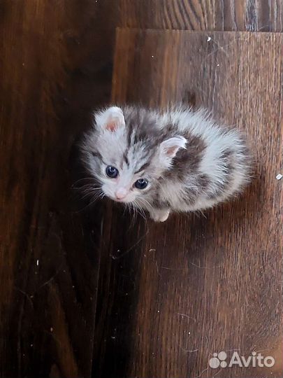 Котята в дар