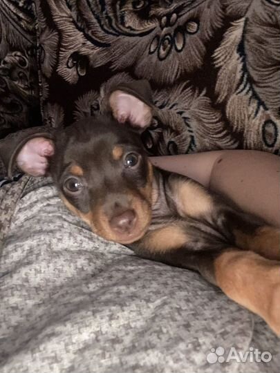 Той-терьер девочка