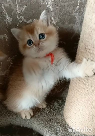 Золотые шиншиллы