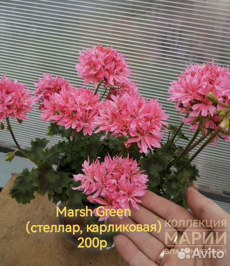 Пеларгония/Герань