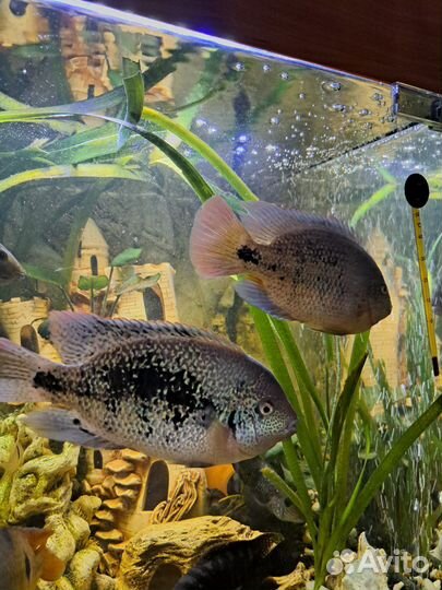 Аквариумные рыбки